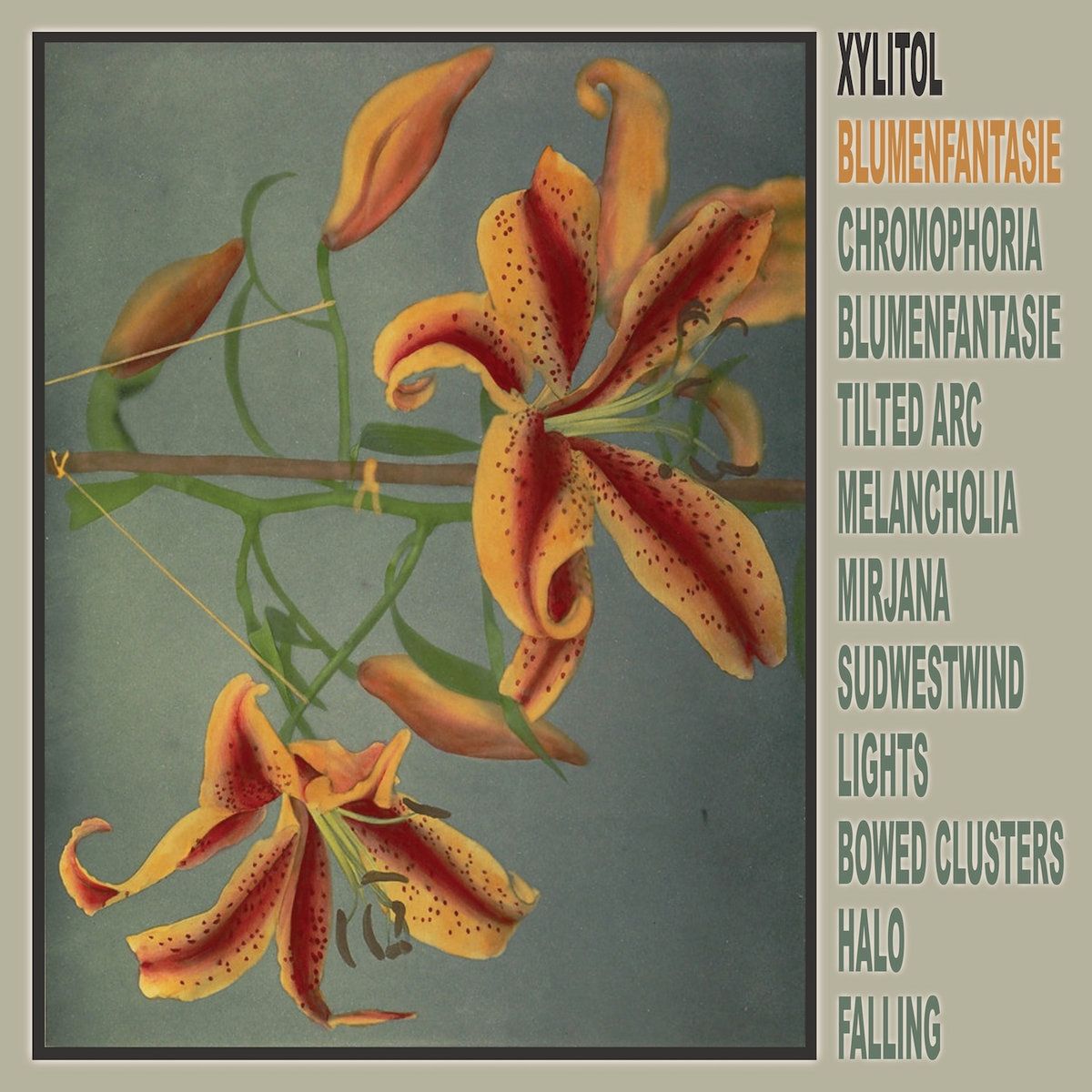 Image may contain: Flower, Plant, Lily, and Petal