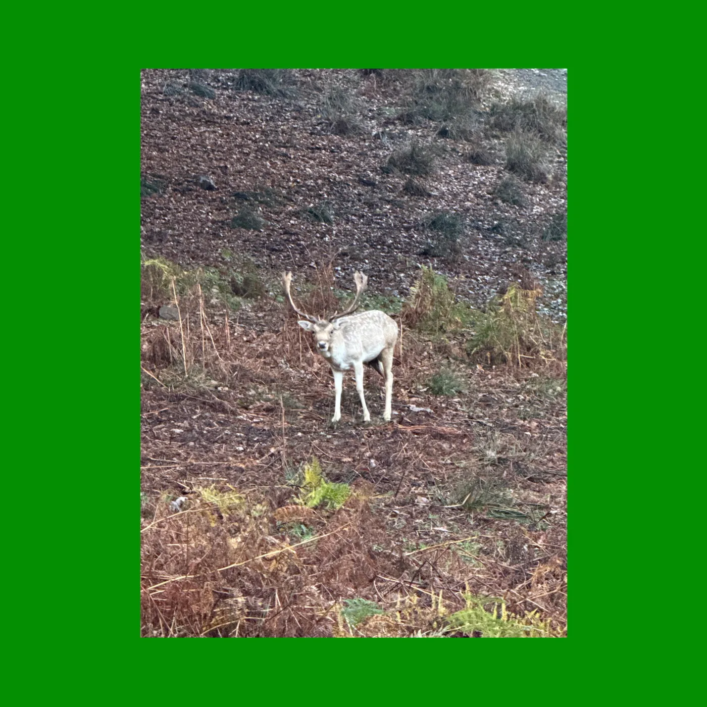 Mac DeMarco Releases Four New Albums 5 Image may contain Animal Deer Mammal Wildlife Soil Antelope and Elk