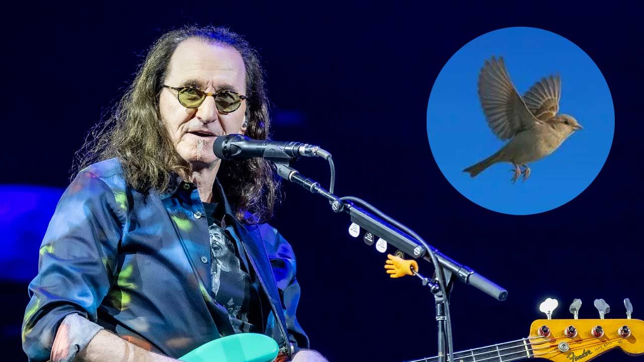 Geddy Lee tells of spooky Neil Peart-related bird encounter. "I'm not a guy who believes in all that mumbo jumbo. But it was a remarkable moment" 8 gr89yGEJFA5W8HQSccjdBo 1280 80