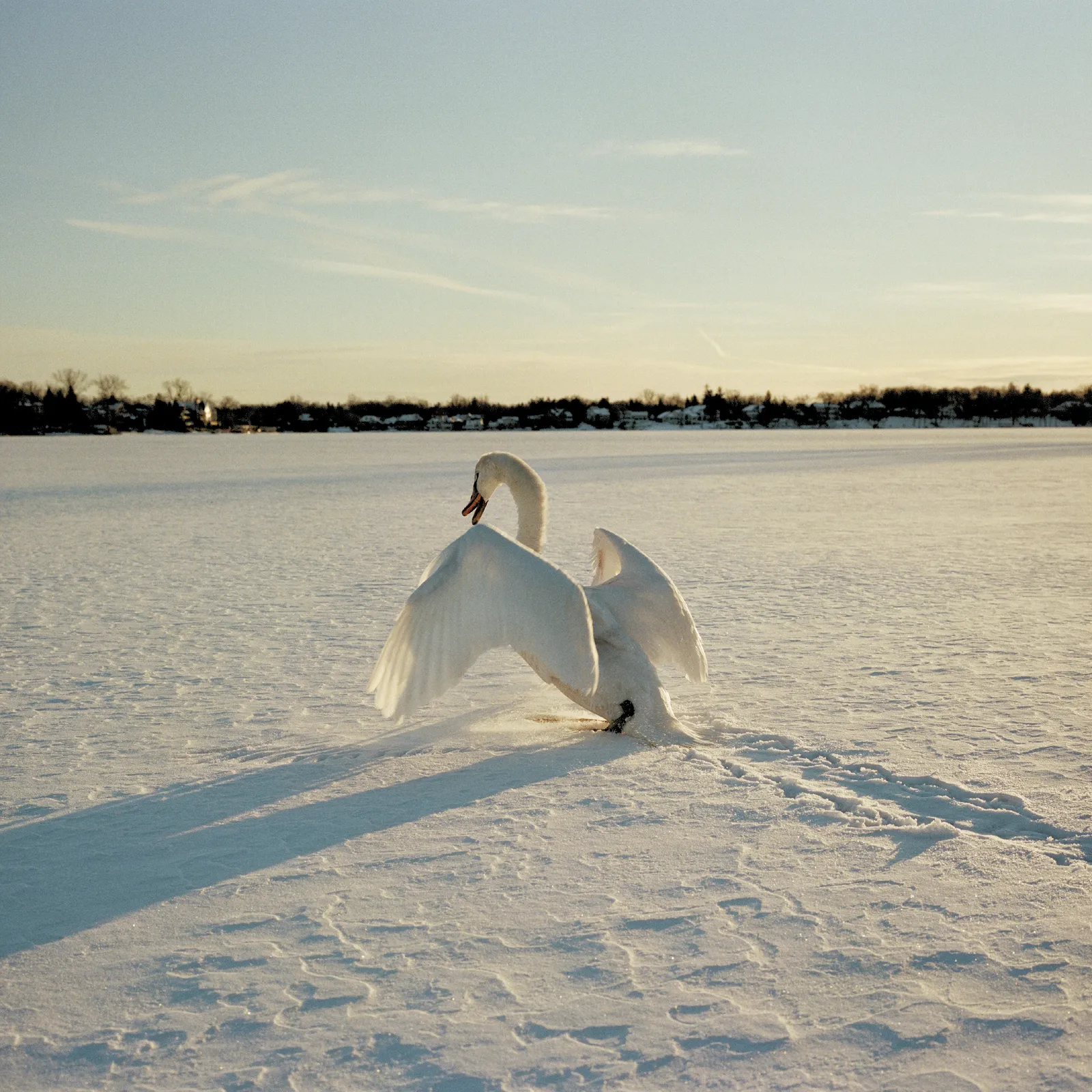 Image may contain Animal Bird and Swan