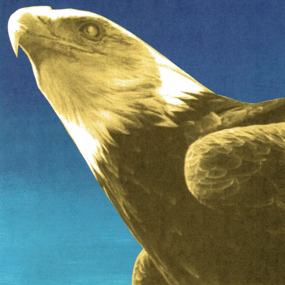 Image may contain: Animal, Beak, Bird, Eagle, Fish, and Sea Life