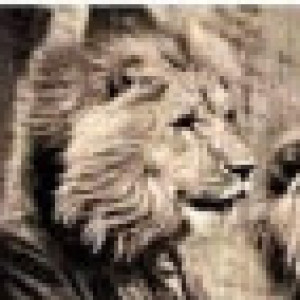 Profile photo of Rob